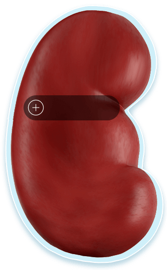 Inside kidney