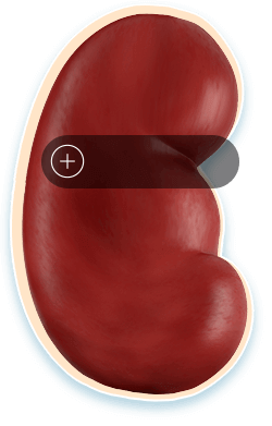 Inside kidney